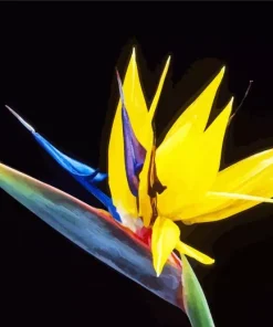 Yellow Bird Of Paradise Diamond Painting