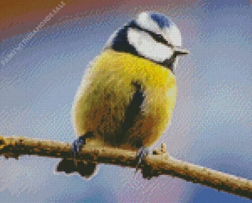 Yellow Blue Tit Diamond Painting