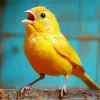 Yellow Canary Singing Diamond Painting