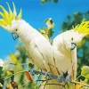 Yellow Cockatoos Diamond Painting