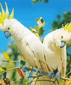 Yellow Cockatoos Diamond Painting