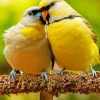 Yellow Lovebirds Diamond Painting