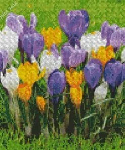 Yellow And Purple Crocus Diamond Painting