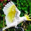 Yellow And White Cockatoo Diamond Painting