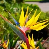 Yellow Strelitzia Mandelas Diamond Painting