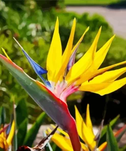 Yellow Strelitzia Mandelas Diamond Painting