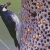 Acorn Woodpecker Diamond Painting