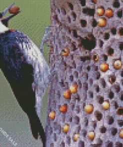 Acorn Woodpecker Diamond Painting