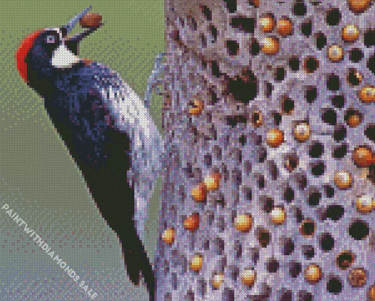 Acorn woodpecker Diamond By Numbers Acorn Woodpecker Diamond Painting