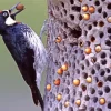 Acorn Woodpecker Diamond Painting
