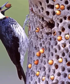 Acorn Woodpecker Diamond Painting