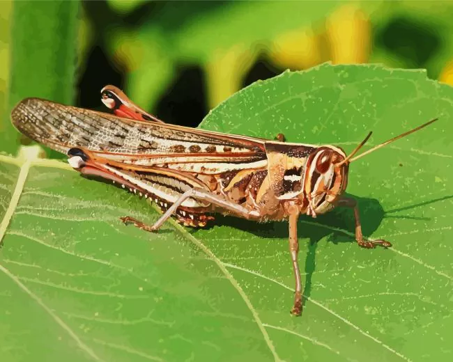 Acrididae Diamond Paints Acrididae Diamond Painting