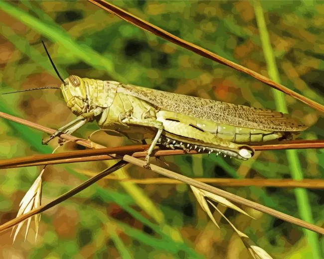 Acrididae insect Diamond Paints Acrididae Insect Diamond Painting