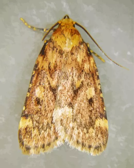 Aglossa cuprina Diamond Paints Aglossa Cuprina Diamond Painting