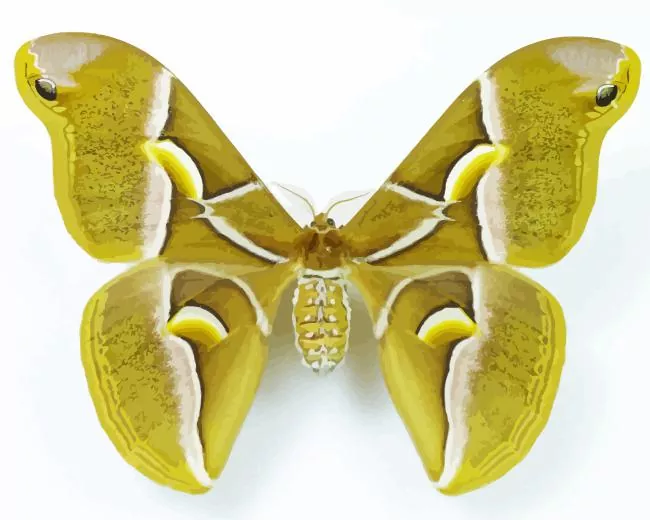 Ailanthus silkmoth Diamond Paints Ailanthus Silkmoth Diamond Painting