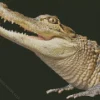 Alligator Diamond Painting