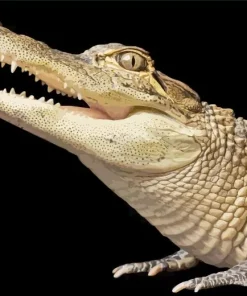 Alligator Diamond Painting