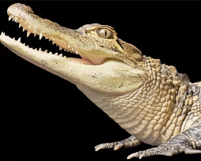 Alligator Diamond Paintings Alligator Diamond Painting