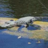 Alligator And Turtle Diamond Painting