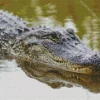 Alligator In Water Diamond Painting