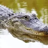 Alligator In Water Diamond Painting
