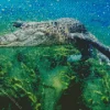 Alligator Underwater Diamond Painting