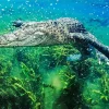 Alligator Underwater Diamond Painting