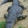 American Alligator Diamond Painting