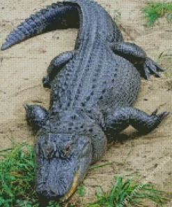 American Alligator Diamond Painting