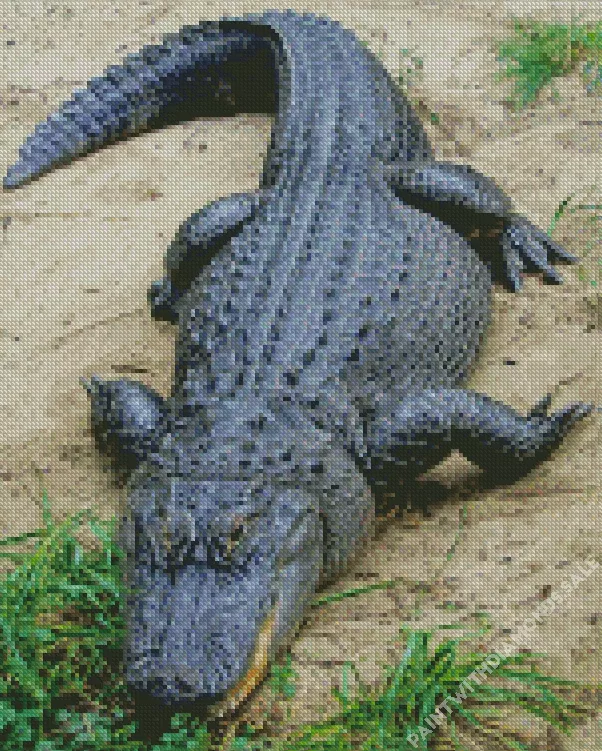 American Alligator Diamond By Numbers American Alligator Diamond Painting