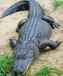 American Alligator Diamond Painting