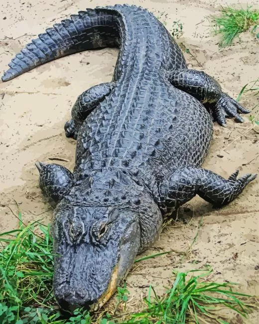 American Alligator Diamond Paintings American Alligator Diamond Painting