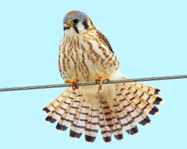 American Kestrel on wire Diamond By Numbers American Kestrel On Wire Diamond Painting