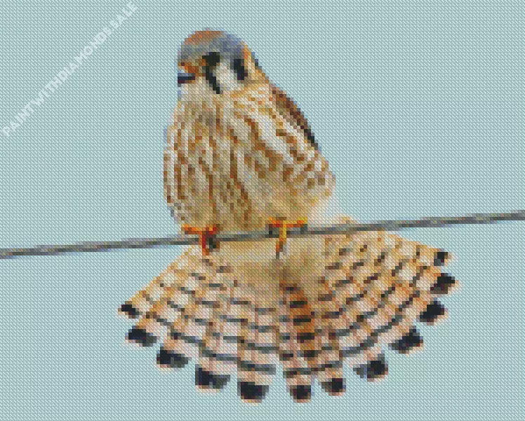 American Kestrel on wire Diamond Paints American Kestrel On Wire Diamond Painting