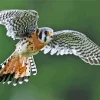 American Kestrel With Big Wings Diamond Painting