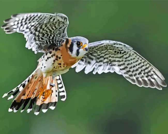American Kestrel with big wings Diamond By Numbers American Kestrel With Big Wings Diamond Painting