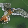 American Kestrel With Big Wings Diamond Painting