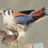 American Kestrels Eating A Rat Diamond Painting