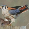 American Kestrels Eating A Rat Diamond Painting