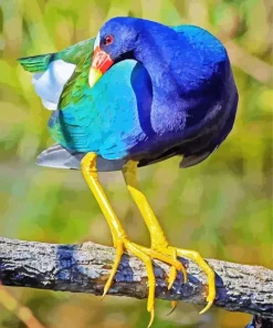 American Purple Gallinule Bird Diamond Painting