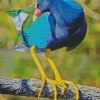 American Purple Gallinule Bird Diamond Painting