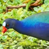 American Purple Gallinule Close Up Diamond Painting
