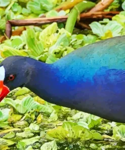 American Purple Gallinule Close Up Diamond Painting