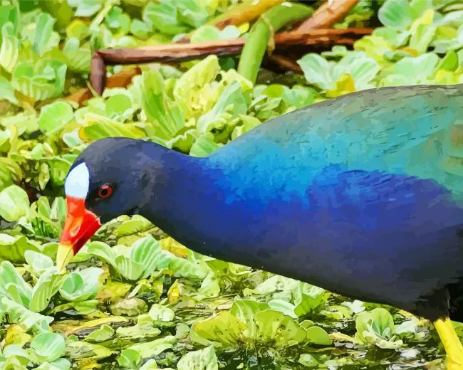 American Purple Gallinule close up Diamond By Numbers American Purple Gallinule Close Up Diamond Painting