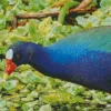 American Purple Gallinule Close Up Diamond Painting