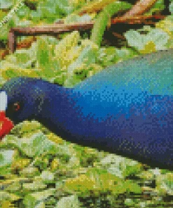 American Purple Gallinule Close Up Diamond Painting