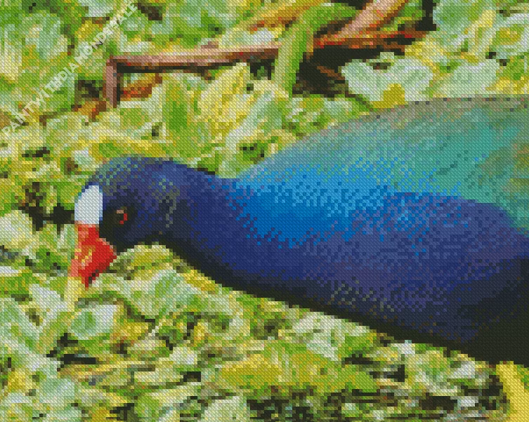 American Purple Gallinule close up Diamond Dotz American Purple Gallinule Close Up Diamond Painting