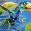 American Purple Gallinule Flapping Wings Diamond Painting