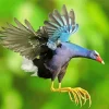 American Purple Gallinule Flying Diamond Painting