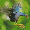 American Purple Gallinule Flying Diamond Painting